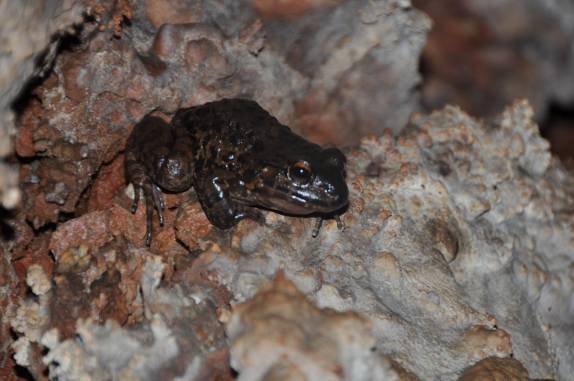Uma rã na gruta batizada em sua homenagem, em Aurora do Tocantins - TO